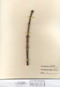 primary herbarium image