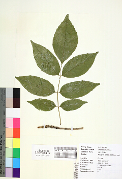 primary herbarium image