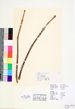 primary herbarium image