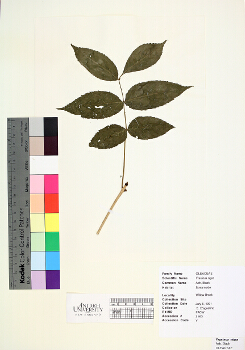 primary herbarium image
