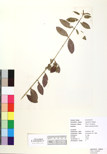 primary herbarium image