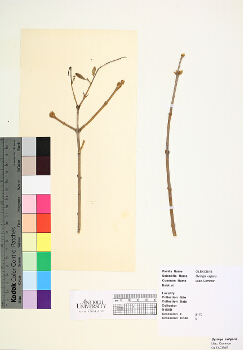 primary herbarium image