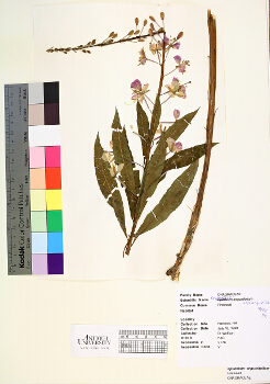 primary herbarium image