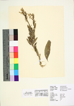 primary herbarium image