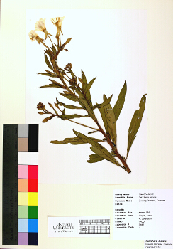 primary herbarium image