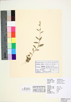 primary herbarium image