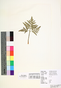 primary herbarium image