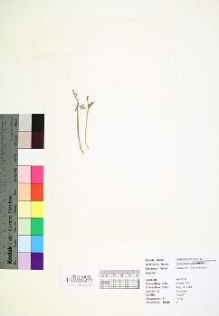 primary herbarium image