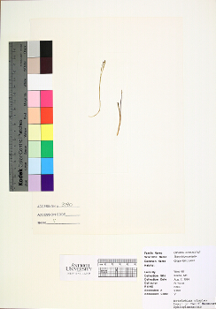 primary herbarium image