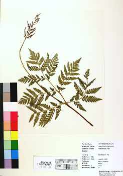 primary herbarium image