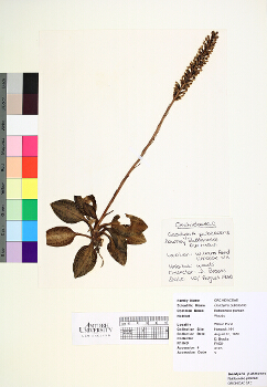 primary herbarium image