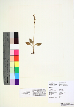primary herbarium image