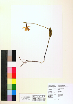 primary herbarium image