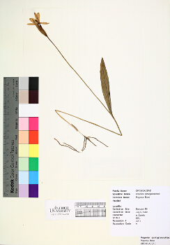 primary herbarium image