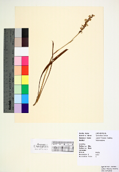 primary herbarium image