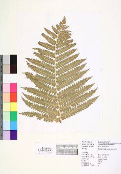 primary herbarium image