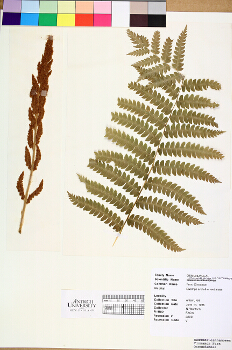 primary herbarium image