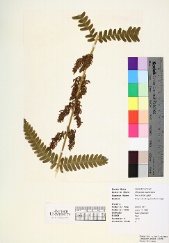primary herbarium image