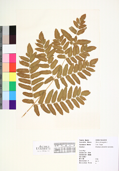 primary herbarium image