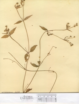 primary herbarium image