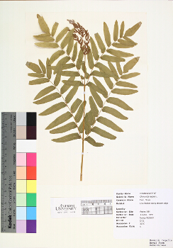 primary herbarium image
