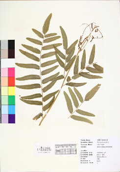 primary herbarium image