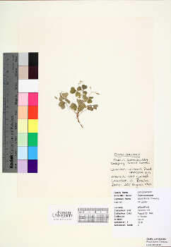 primary herbarium image