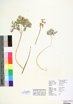 primary herbarium image