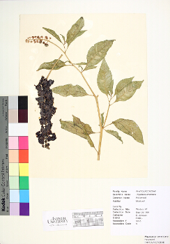 primary herbarium image