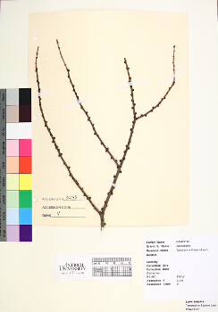 primary herbarium image