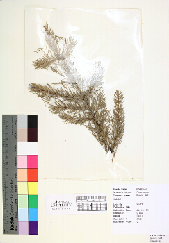 primary herbarium image