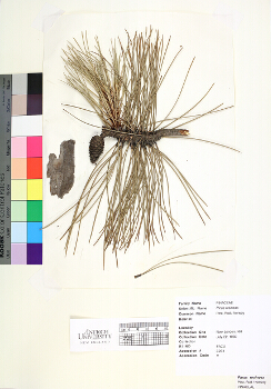 primary herbarium image