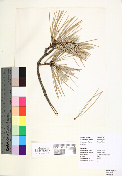 primary herbarium image