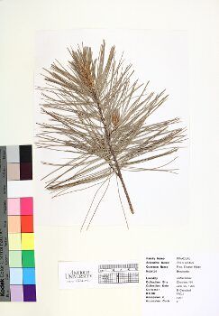 primary herbarium image