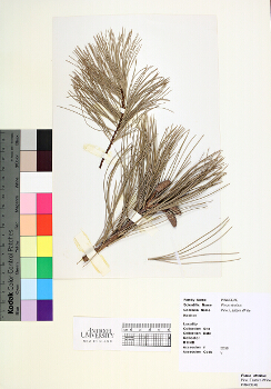 primary herbarium image