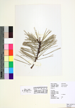 primary herbarium image