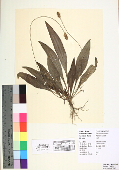 primary herbarium image