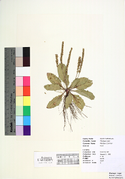 primary herbarium image