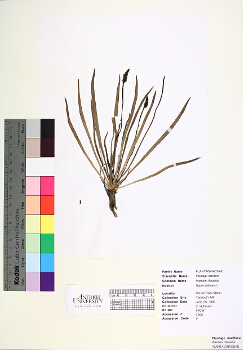 primary herbarium image