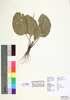 primary herbarium image