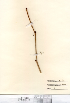 primary herbarium image