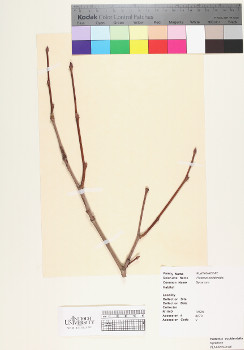 primary herbarium image
