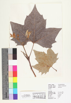 primary herbarium image