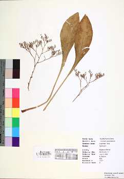 primary herbarium image