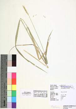 primary herbarium image
