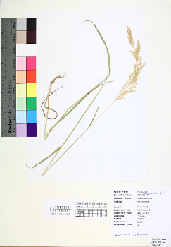 primary herbarium image