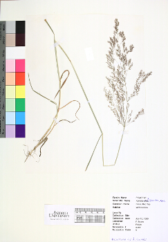 primary herbarium image