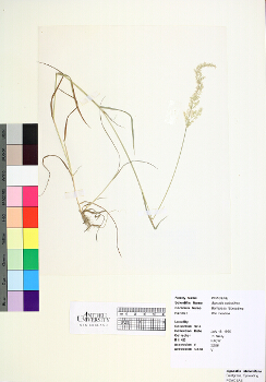 primary herbarium image