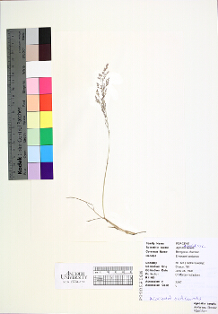 primary herbarium image