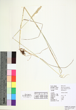 primary herbarium image